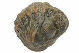 Wide, Enrolled Morocops Trilobite - Morocco #224230-2